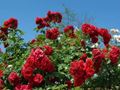 Imagen de Fertilizante organico para rosas Linea Biológica