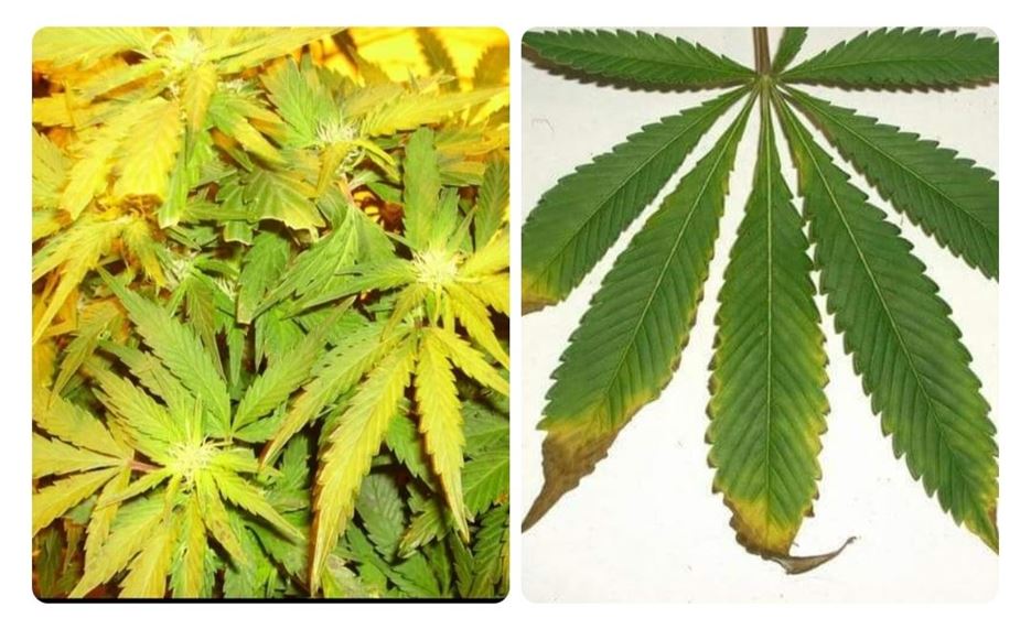 Las hojas de Marihuana te dicen exactamente cómo ella se siente Parte 4