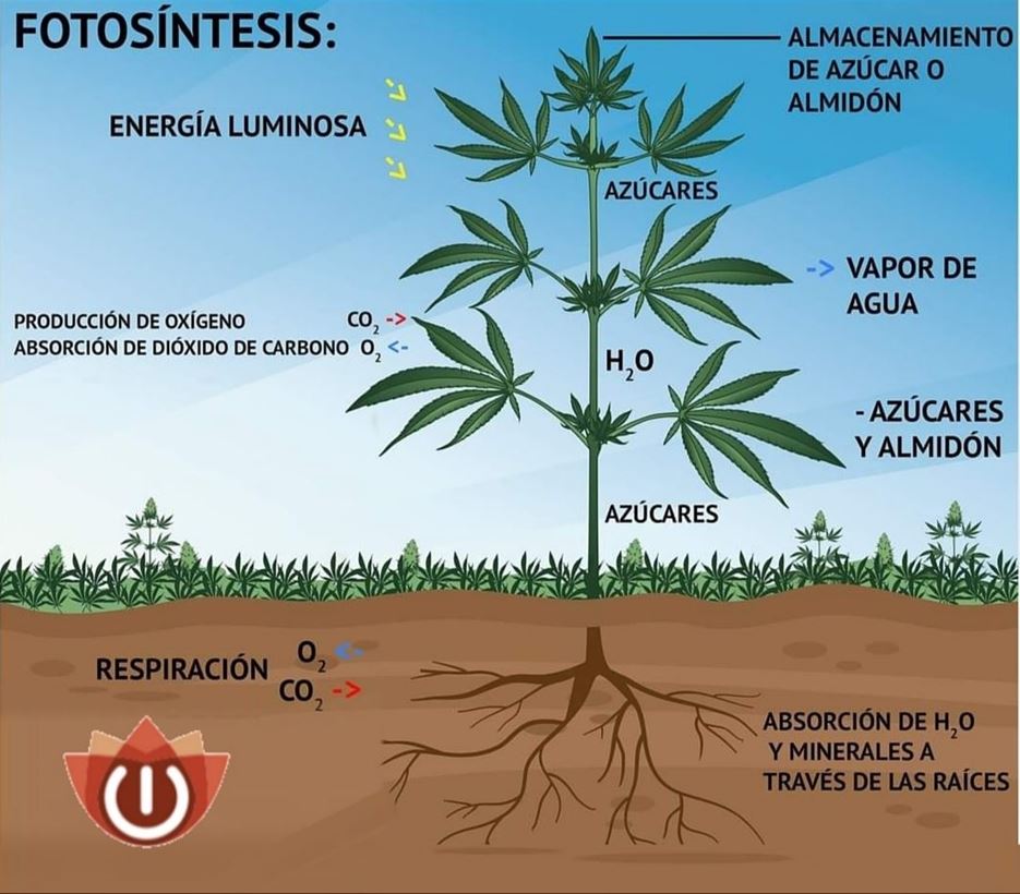Fotosíntisis en plantas de marihuana explicado