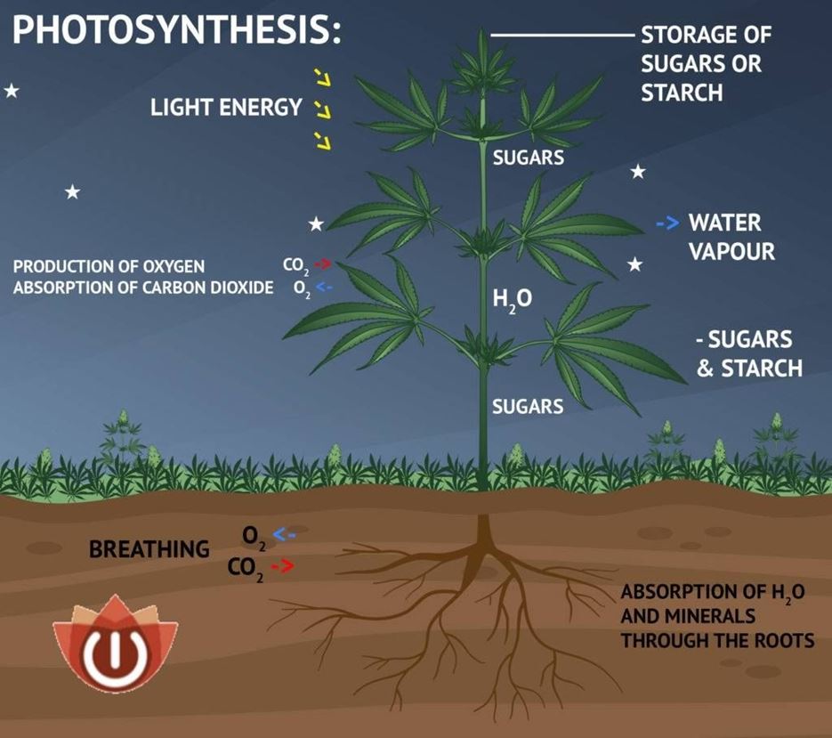 Photosynthesis explained for Marihuana Plants
