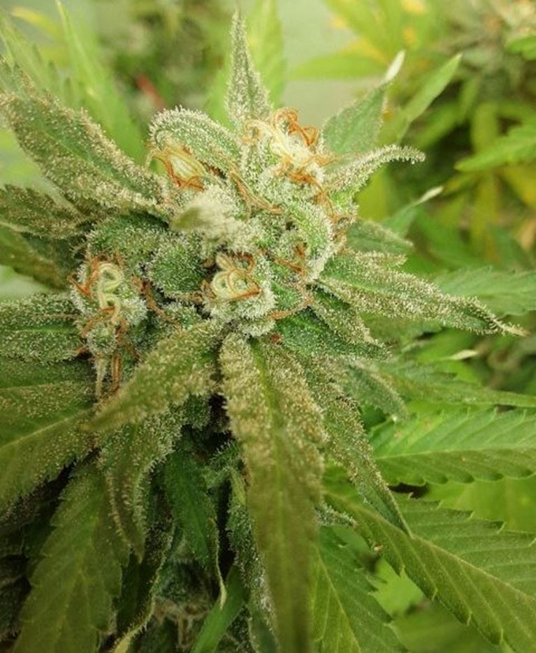 Why do Cannabis Plants produce THC or CBD? Part 1