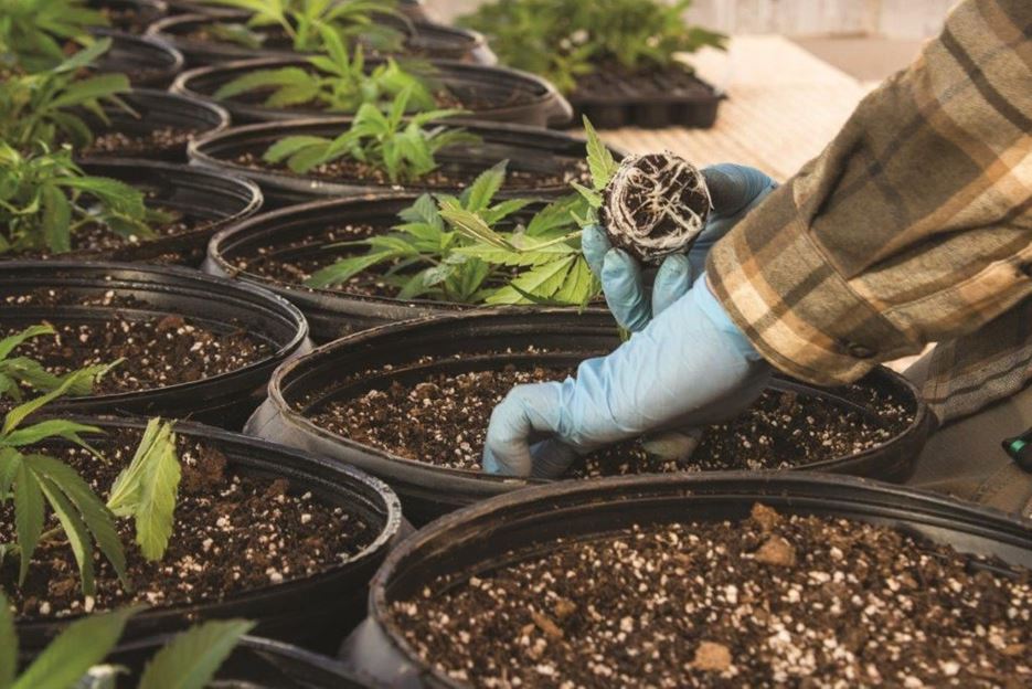 Use of Organic vs Conventional fertilizers for Marijuana