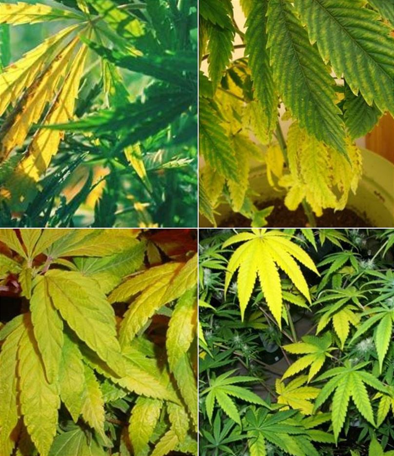 Reasons why marihuana leaves  turn yellow