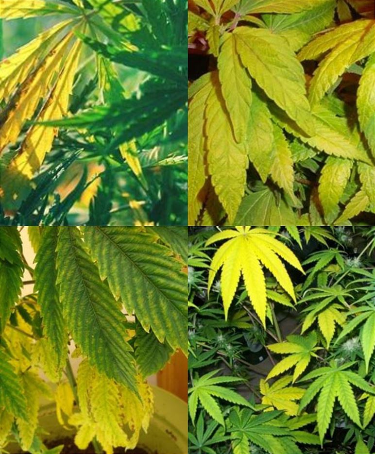 Razones por las que las hojas de marihuana se vuelven amarillas