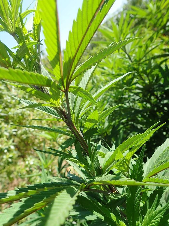 What is the best place to put your marihuana plants outdoor